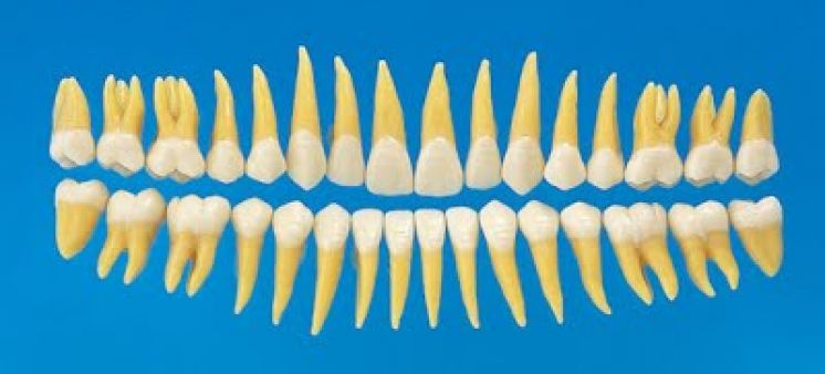 Корень зуба клык. Корни зубов человека нижней челюсти. Корни у резцов передних зубов. Резцы верхней челюсти.
